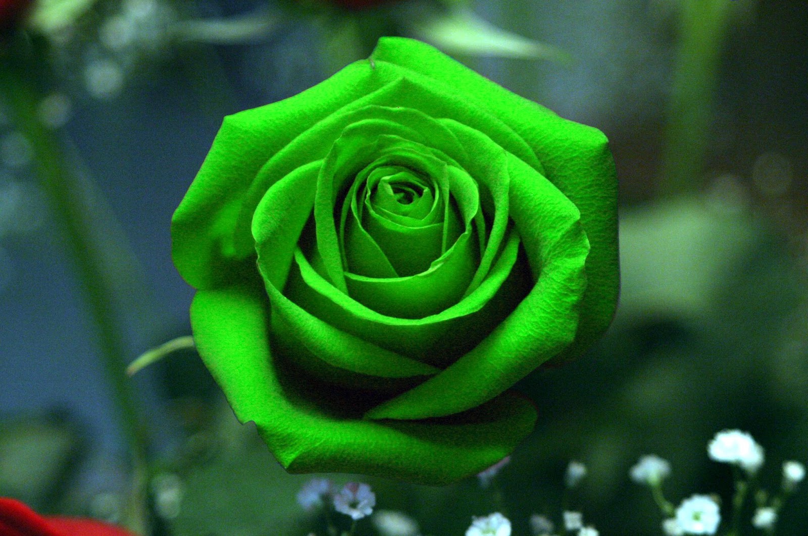 Green Rose SANDIS WORLD
